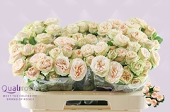 Rosa Spray Gentle Trendsetter 60cm 4+