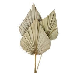 Dried Flowers Palm Spear 60cm X3