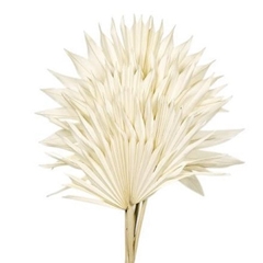Dried Flowers Palm Sun 50cm X6