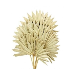 Dried Flowers Palm Sun 50cm X6
