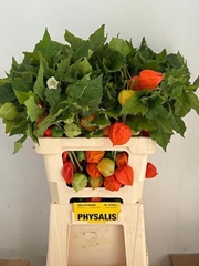 Physalis Alkekengi Lampion Per Stem 60cm