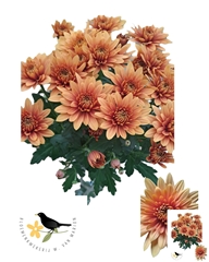 Chrysanth Spray Cantaloupe Dark 60cm 55gr.