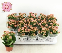 Kalanchoe Double More Flowers Lillian 9Ø 23cm
