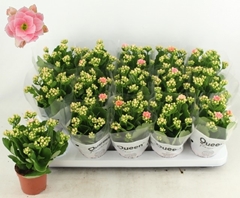 Kalanchoe Double Claraq2 9Ø 23cm
