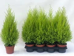 Cupressus Goldcrest Wilma 14Ø 60cm