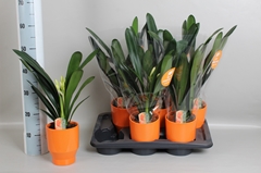 Clivia Miniata 15Ø 50cm
