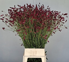 Sanguisorba Officinalis 105cm