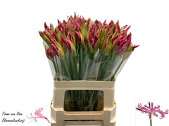 Nerine Ras Van Roon 60cm