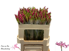 Nerine Ras Van Roon 50cm