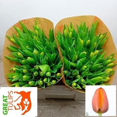 Tulip Single Triple A 35cm 45gr.