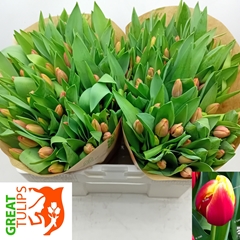 Tulip Single Furand Dream 35cm 45gr.