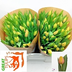 Tulip Single Marit 35cm 40gr.