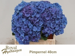 Hydrangea Pimpernel 40cm 15-17cm Hd