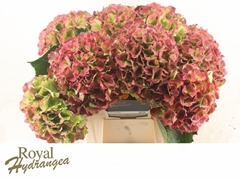Hydrangea Verena Classic 40cm 17-19cm Hd