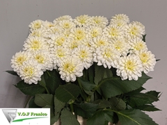 Dahlia Caro 70cm