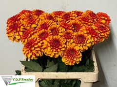 Dahlia American Sun 60cm