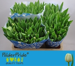 Tulip Single Antarctica 40cm 35gr.