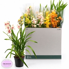 Cymbidium Mixed 14Ø 85cm 2st