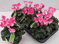 Cyclamen Midi Indiaka 13Ø 30cm
