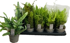 Ferns Mix 12Ø 25cm