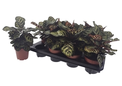 Calathea Makoyana 12Ø 25cm