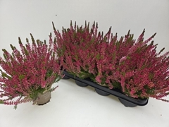 Calluna Garden Girls Franca 12Ø 24cm