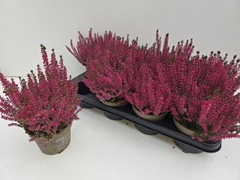 Callu Paula 12Ø 22cm