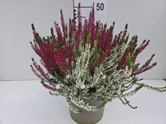 Calluna Garden Girls Trio Girls 24Ø 40cm