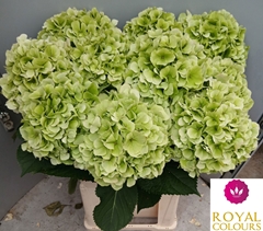 Hydrangea White Verena Classic 50cm 16-18cm Hd