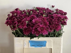 Chrysanth Spray Beppie Super Purper 55cm 40gr.
