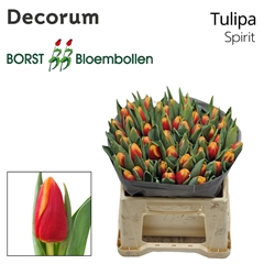Tulip Single Spirit 40cm 40gr.