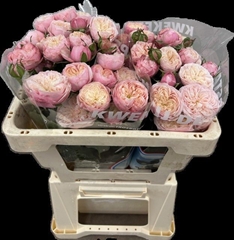 Rosa Spray Royal Blush 45cm 2+