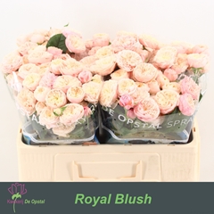 Rosa Spray Royal Blush 50cm 2+