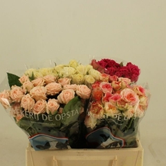 Rosa Spray Mix 35cm 2+