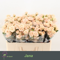 Rosa Spray Jana 50cm 3+