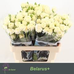 Rosa Spray Belarus+ 60cm 4+