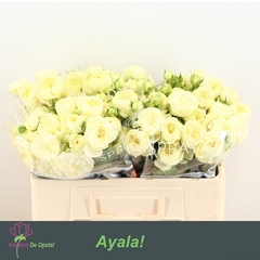 Rosa Spray Ayala! 45cm 2+