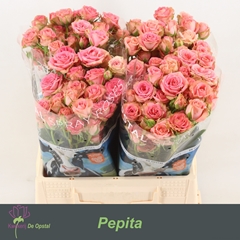 Rosa Spray Pepita 40cm 3+