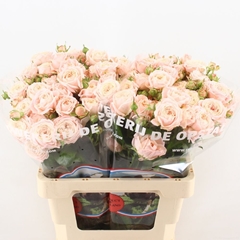 Rosa Spray Nynke 35cm 2+