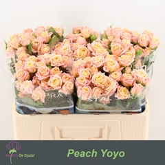 Rosa Spray Yo-Yo 50cm 3+
