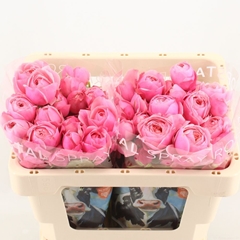 Rosa Spray Silva Pink+ 50cm 3+