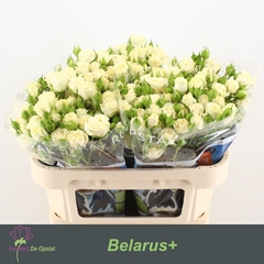 Rosa Spray Belarus+ 70cm 6+