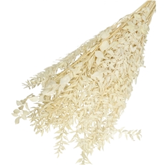 Dried Flowers Ruscus 65cm 110g