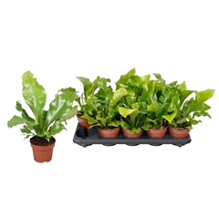 Asplenium Nidus 12Ø 25cm