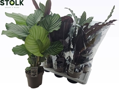 Calathea Mixed 4 Varietys 17Ø 70cm