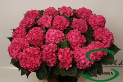 Hydrangea Glowing Alps 60cm