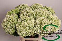 Hydrangea Schneeball Classic 60cm 13-15cm Hd