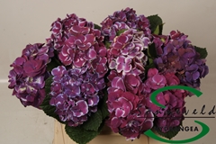 Hydrangea Red Harlequin Blue 35cm