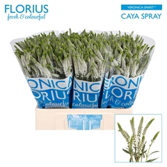 Veronica Smart Caya 60cm Spray