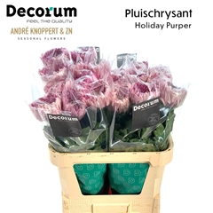 Chrysanth Single Holiday Purper 80cm 150gr.